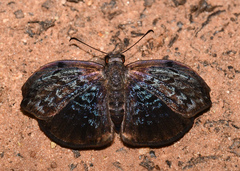 Cycloglypha enega