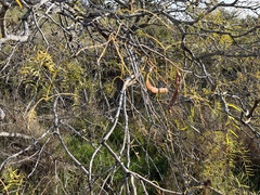 Prosopis glandulosa