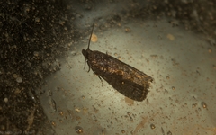 Cryptaspasma sordida
