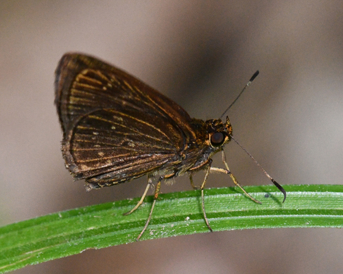 Eutocus quichua