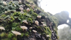 Phloeomana alba