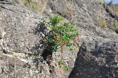 Dolichandra cynanchoides