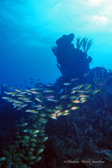 Mulloidichthys martinicus