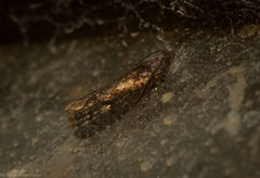 Cryptaspasma sordida