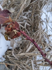 Rubus rosa