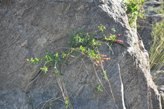 Dolichandra cynanchoides