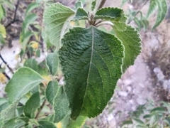Lippia graveolens