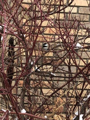 Poecile atricapillus