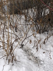 Poecile atricapillus