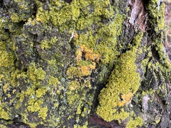Xanthomendoza ulophyllodes