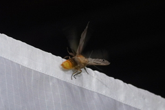 Disconeura linaza
