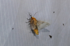 Disconeura linaza
