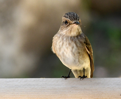 Muscicapa striata tyrrhenica