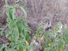 Lippia graveolens
