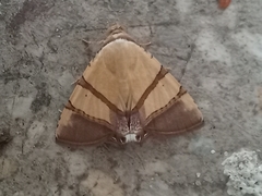 Eulepidotis julianata