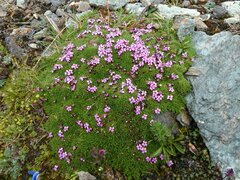 Silene acaulis exscapa