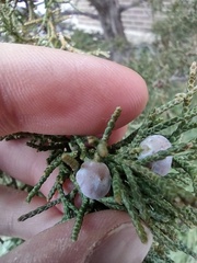 Juniperus virginiana