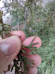 Juniperus virginiana
