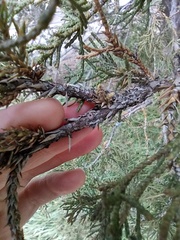Juniperus virginiana