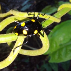 Scaphidomorphus bosci