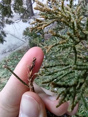 Juniperus virginiana