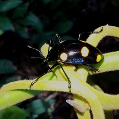 Scaphidomorphus bosci