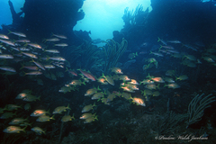 Mulloidichthys martinicus