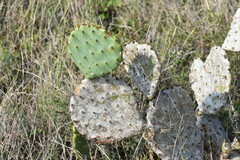 Opuntia gomei