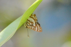Ariconias glaphyra