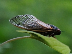 Magicicada septendecim