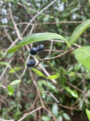 Forestiera