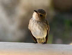 Muscicapa striata tyrrhenica