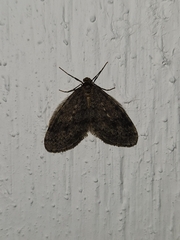 Operophtera