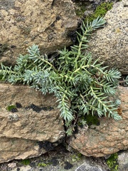 Petrosedum sediforme