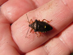 Pinthaeus sanguinipes