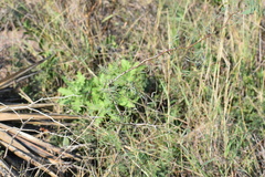 Prosopis glandulosa