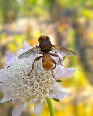 Sicus ferrugineus
