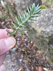Petrosedum sediforme
