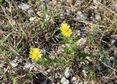 Rayjacksonia phyllocephala