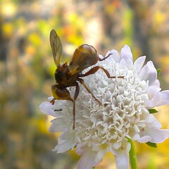 Sicus ferrugineus