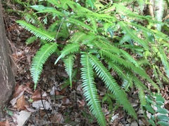 Dicranopteris