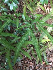 Dicranopteris