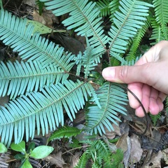 Dicranopteris