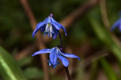 Scilla siberica