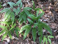 Dicranopteris
