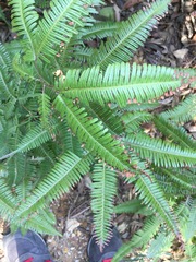 Dicranopteris