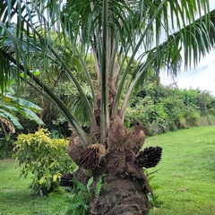 Elaeis oleifera, photograph (c) Maria Janeiro, some rights reserved (CC BY)