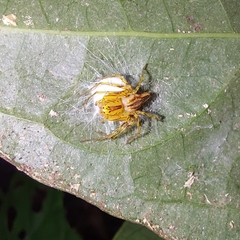 Oxyopes incertus
