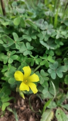 Oxalis pes-caprae image