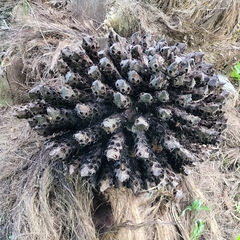 Elaeis oleifera, photograph (c) Maria Janeiro, some rights reserved (CC BY)